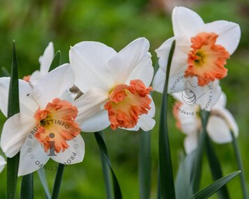 Narcissus 'Pink Charm' image