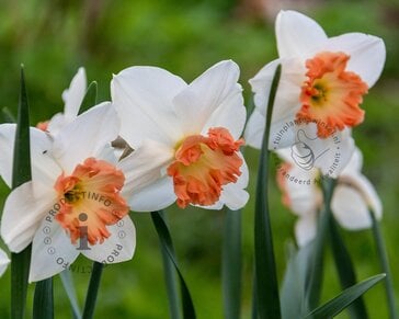 Narcissus 'Pink Charm'