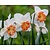 Narcissus 'Pink Charm'