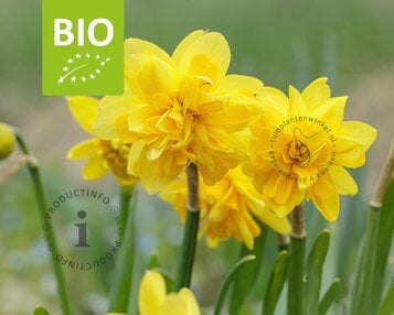 Narcissus Tête Rosette - BIO image
