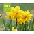 Narcissus Tête Rosette - BIO