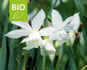 Narcissus triandrus 'Thalia' - BIO image