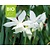 Narcissus triandrus 'Thalia' - BIO