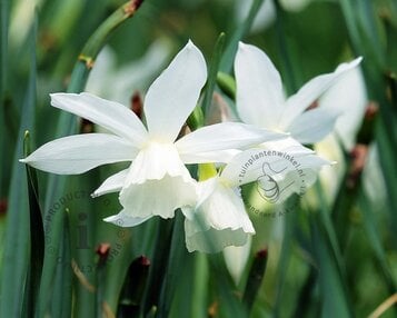 Narcissus triandrus 'Thalia' image