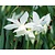 Narcissus triandrus 'Thalia'