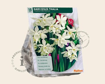 Narcissus triandrus 'Thalia'