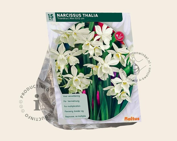 Narcissus triandrus 'Thalia'