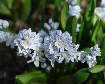 Puschkinia scilloides var. Libanotica image