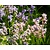 Scilla hispanica Mix