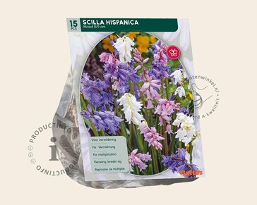 Scilla hispanica Mix