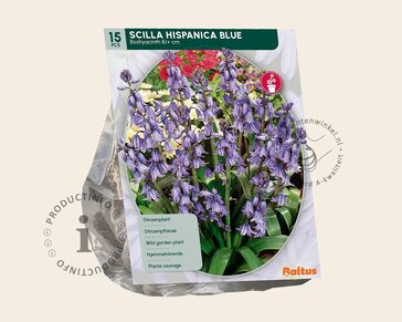 Scilla hispanica 'Blue'