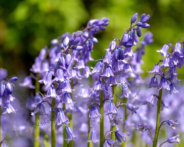 Scilla hispanica 'Blue'