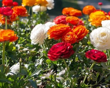 Ranunculus Mix image