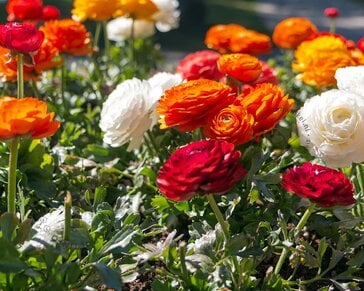 Ranunculus Mix