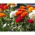 Ranunculus Mix