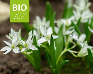Ornithogalum 'White Trophy' - BIO