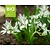 Ornithogalum 'White Trophy' - BIO