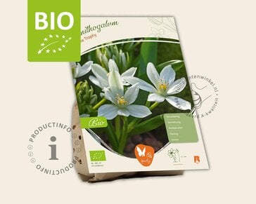 Ornithogalum 'White Trophy' - BIO