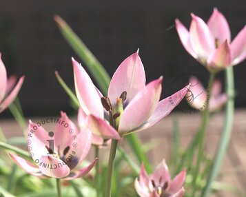 Tulipa clusiana 'Danique' image