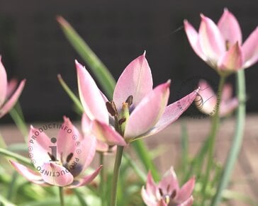 Tulipa clusiana 'Danique'