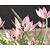 Tulipa clusiana 'Danique'