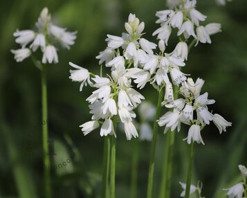 Scilla hispanica 'White' image