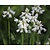 Scilla hispanica 'White'