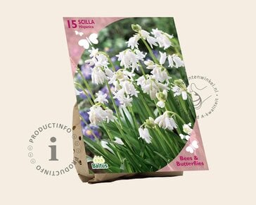 Scilla hispanica 'White'