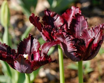 Tulipa 'Black Parrot' image