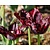 Tulipa 'Black Parrot'