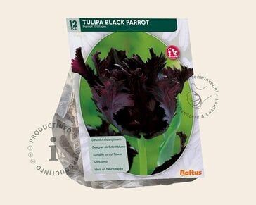 Tulipa 'Black Parrot'