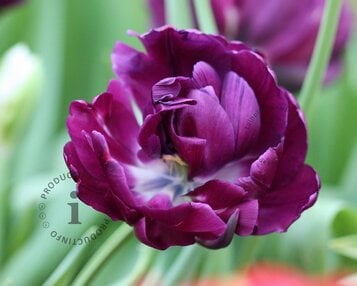 Tulipa 'Blue Parrot' image