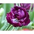 Tulipa 'Blue Parrot'