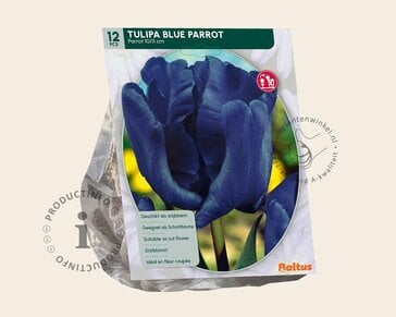 Tulipa 'Blue Parrot'