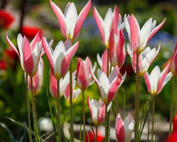 Tulipa clusiana 'Lady Jane' image