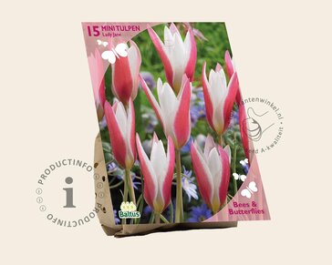 Tulipa clusiana 'Lady Jane'