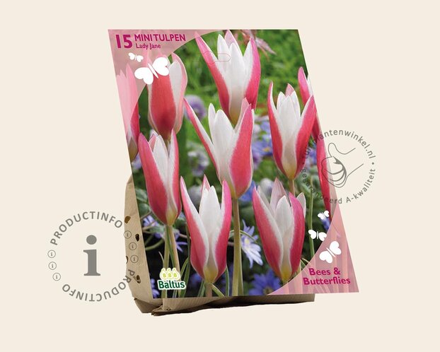 Tulipa clusiana 'Lady Jane'