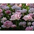 Tulipa 'Angelique'