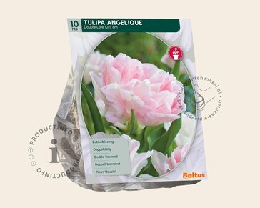 Tulipa 'Angelique'