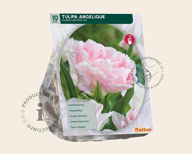 Tulipa 'Angelique'