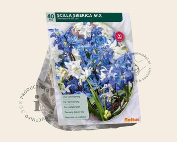 Scilla siberica Mix image