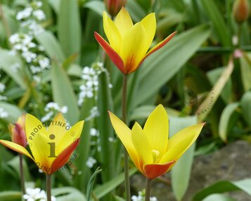 Tulipa clusiana (var. Chrysantha) image