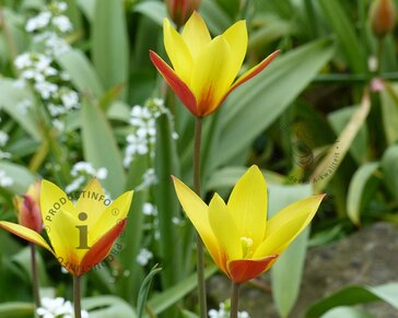 Tulipa clusiana (var. Chrysantha)