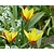 Tulipa clusiana (var. Chrysantha)