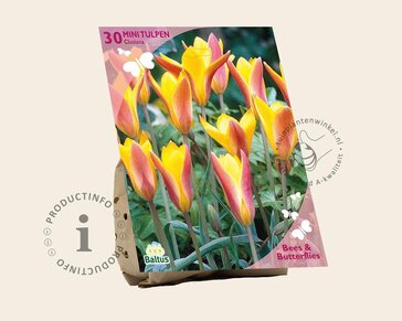 Tulipa clusiana (var. Chrysantha)