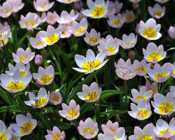 Tulipa bakeri 'Lilac Wonder' image