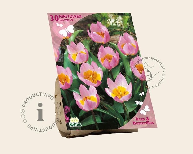 Tulipa bakeri 'Lilac Wonder'
