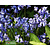 Scilla non-scripta