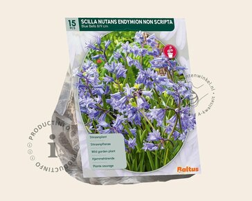 Scilla non-scripta