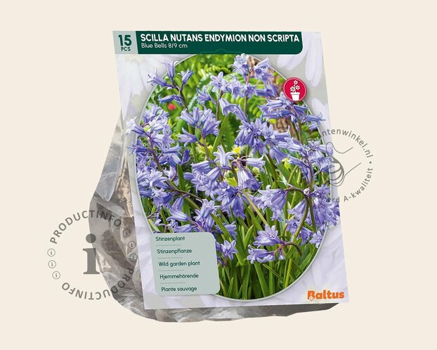 Scilla non-scripta